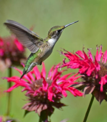 hummingbirdmonarda