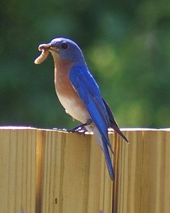 bluebird-and-worm
