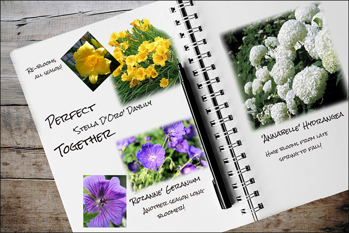 Garden Notebook – Stella, Rozanne, and Annabelle