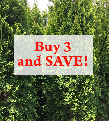 What’s Better Than One? Three! How Our Nursery Stock Discount Works
