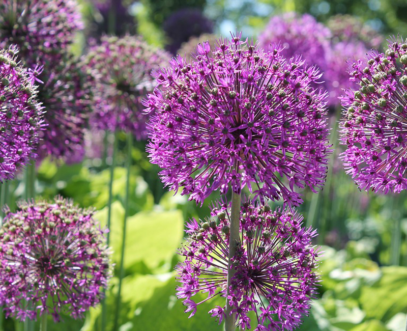 Alliums – Discover The Missing Link!