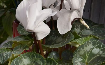 Getting the Most Out of Your Holiday Plants with Care