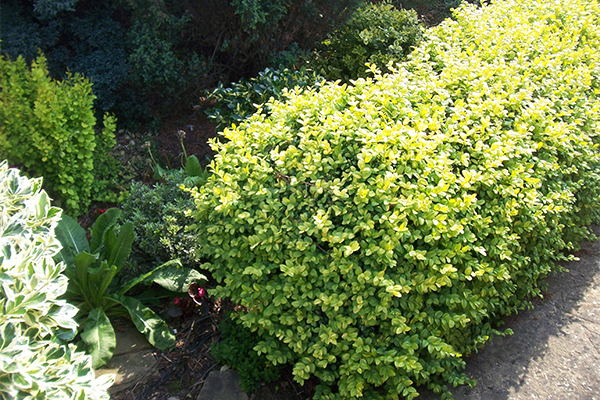 What Can Boxwood Do For You?
