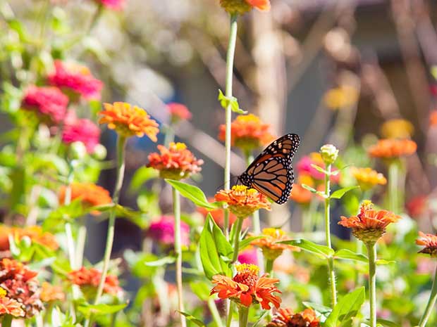 Butterfly Gardening Tips