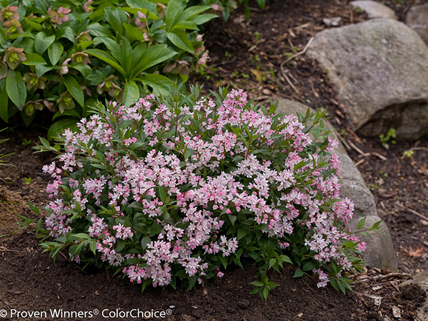 ColorChoice Flowering Shrubs from Proven Winners