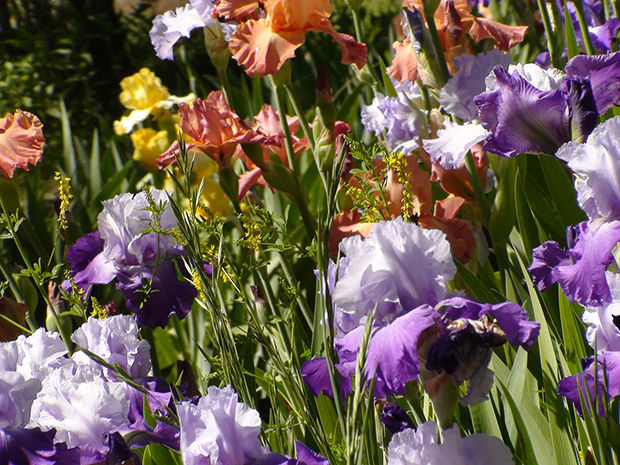 Dividing Irises & Daylilies