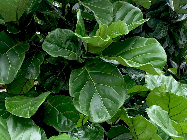 The Fiddle Leaf Fig