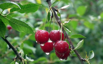Fruit Tree and Berry Bush Varieties 2019
