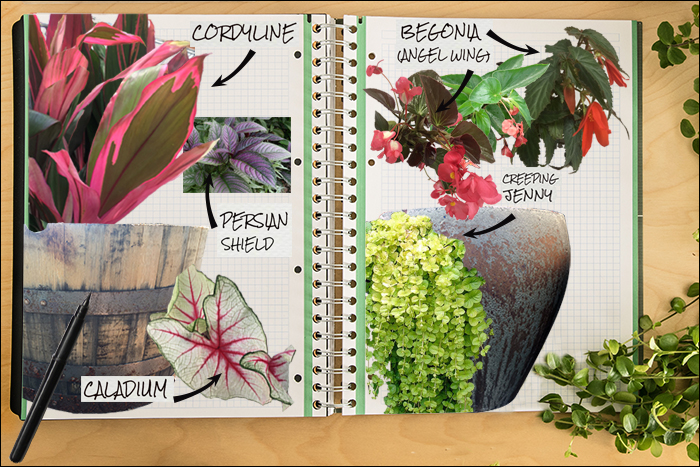 Garden Notebook – A Spectacular Annual Container