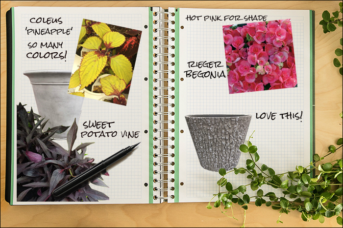 Garden Notebook – Annual Containers – Shade, Sun, Spectacular, Sweet!