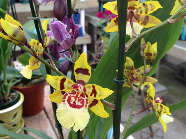 Orchid Oncidium Care
