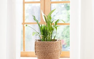 Starting Your Houseplant Journey