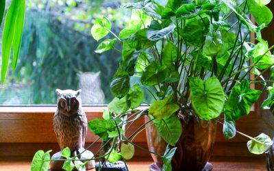 Getting Your Houseplants Through Fall