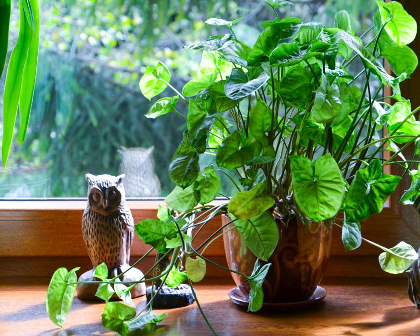 Getting Your Houseplants Through Fall