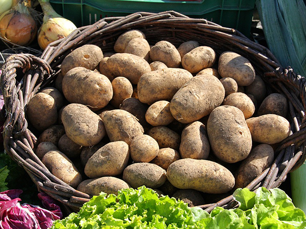 Potatoes Grown in a Bag- It’s Easy