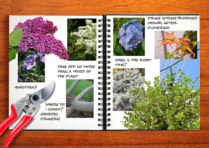 Garden Notebook – Pruning Tips