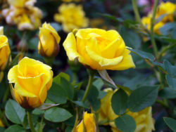 Rose Types & Their Differences | Faddegon's Nursery, Inc.