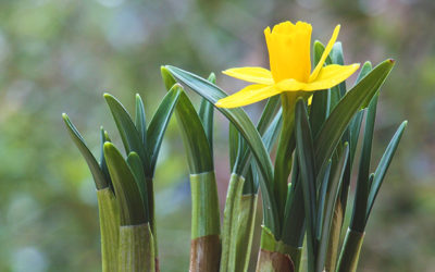 A Shortcut to Spring –  Sprouted Bulbs Have Arrived!