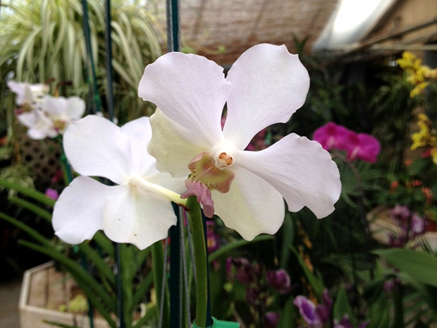 Orchid Ascocenda & Vanda Care